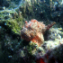 Red Scorpionfish - Scorpaena scrofa - At the reef